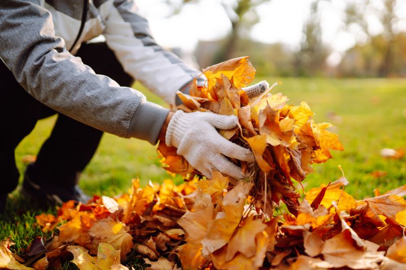 Collected Leaves in Yard