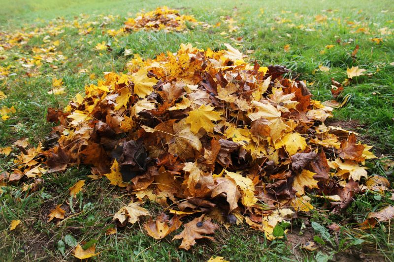Autumn Leaves on Lawn