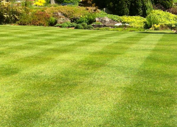 Commercial Grass Cutting in Joplin