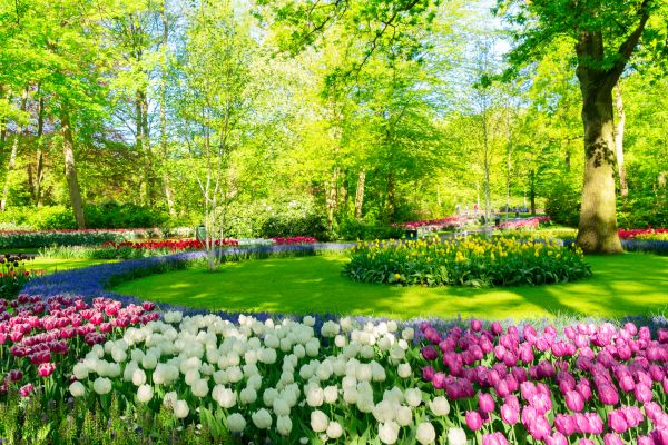 Spring Lawn Care in Joplin