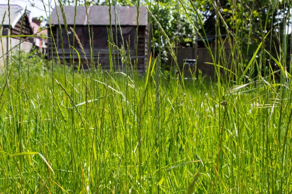 Overgrown Lawn Trimming in Joplin