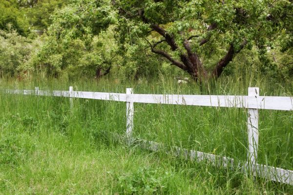 Cost of Fence Line Trimming in Joplin